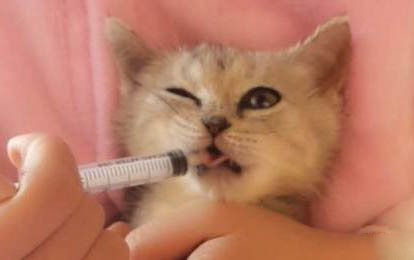 请问猫咪呕吐的原因及处理方法?