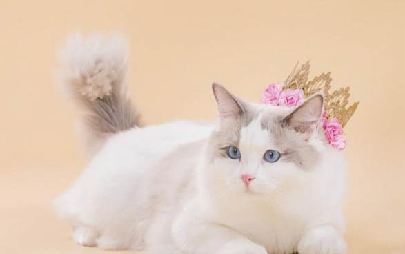 猫早上5点多就开始叫怎么解决
