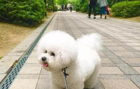 比熊怀孕期间怎么护理