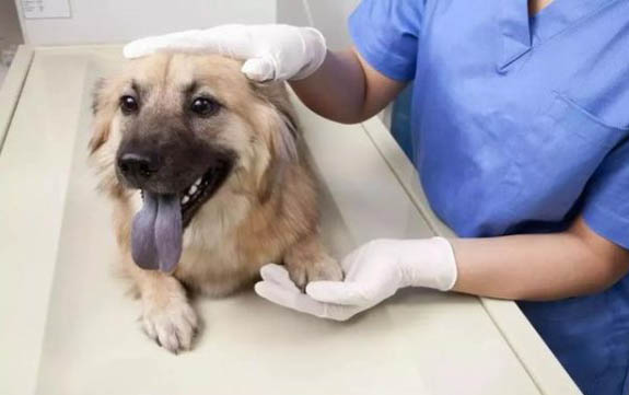 狗狗可以用碘伏消毒吗