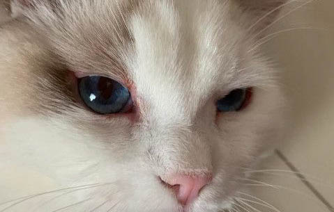 猫咪眼珠子上有粘东西