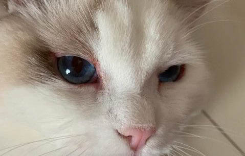 请问猫咪呕吐的原因及处理方法?