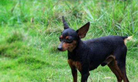 小鹿犬和吉娃娃区别有哪些?小鹿犬和吉娃娃哪个好?