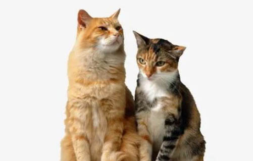 猫鼻孔每天黑色结块