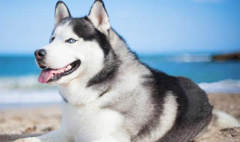 狗狗感冒和犬瘟的区别