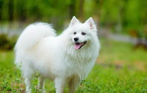 银狐犬能活多少年