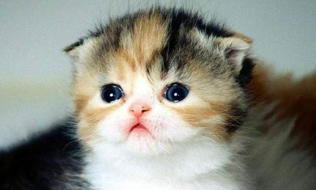 猫咪可以吃狗粮吗?