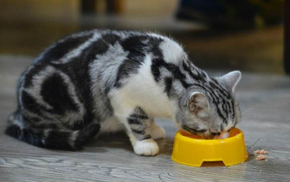 小猫吃了东西就吐是什么原因？