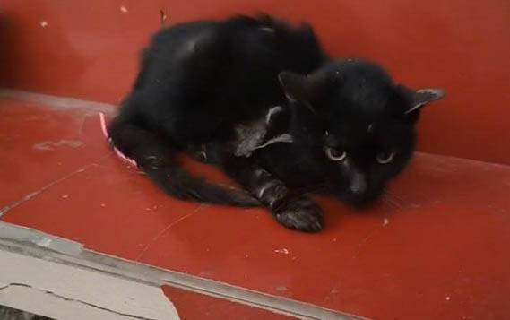 小猫在笼子里不停叫该怎么办