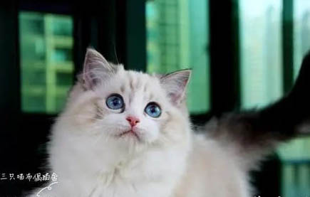 布偶猫爆毛和不爆毛区别