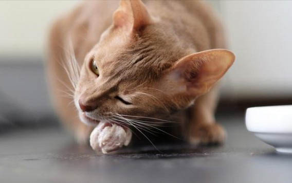 小猫打喷嚏,你知道原因吗?