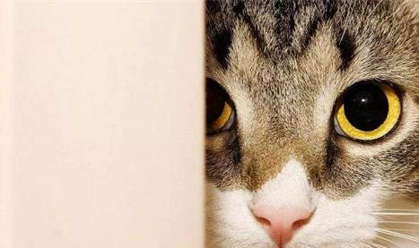 猫能不能吃牛肉