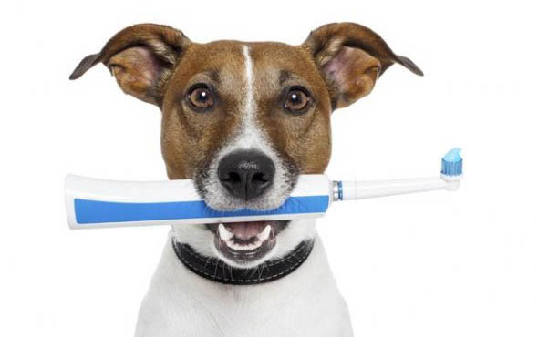 为什么狗狗换牙会出血呢怎么回事