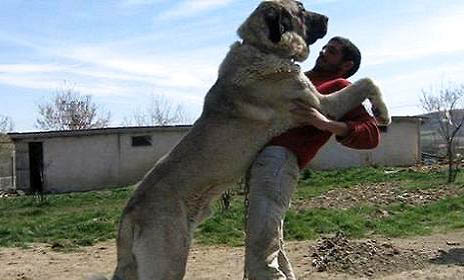 坎高犬的缺点