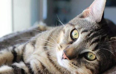 绿眼睛狸花猫是上品的原因
