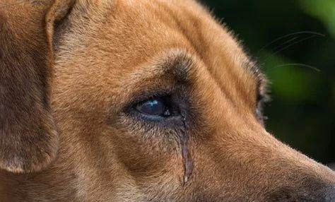 狗狗冠状病毒肺炎有哪些状况