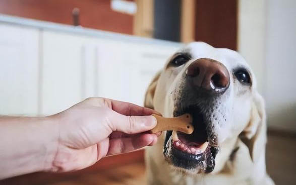 狗狗打疫苗后多久可以洗澡