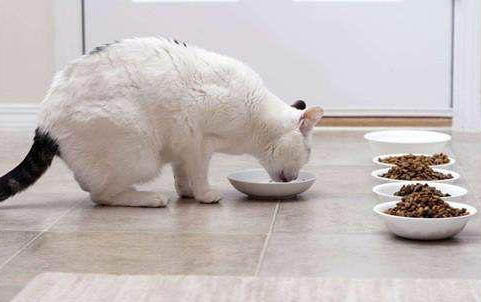 羊奶泡猫粮猫咪可以吃吗