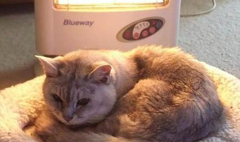 请问猫咪呕吐的原因及处理方法?