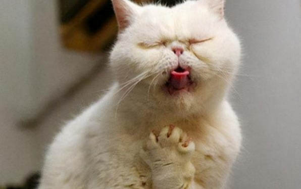 猫咪不出门需要体外驱虫吗