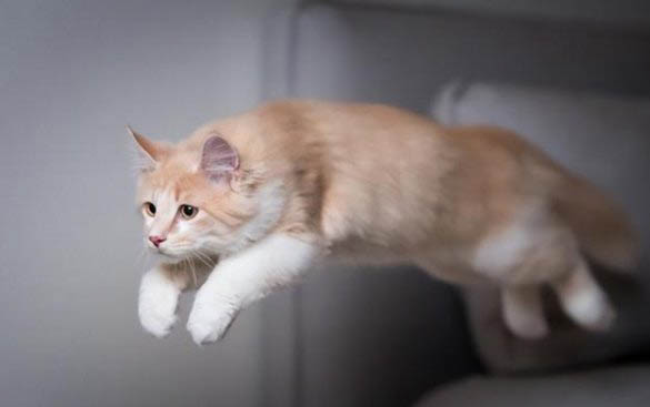 猫咪毛色发黄为什么呢