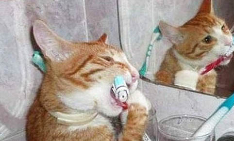 猫咪不吃猫粮该怎么办