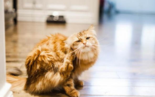 猫咪突然呕吐拉稀怎么办
