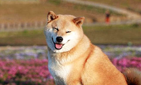 训练柴犬可以打吗