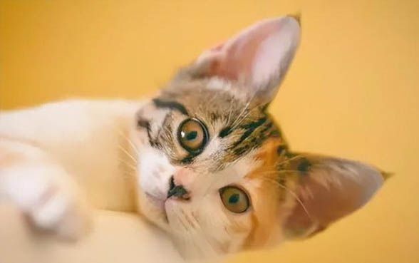 一个月的小猫不会用猫砂盆怎么办