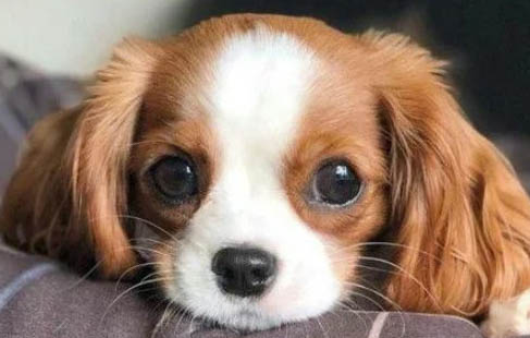 中型宠物犬有哪些品种?