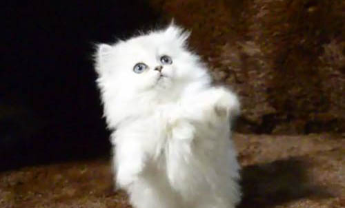 猫一天吃多少猫条