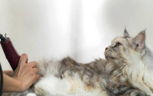 猫咪犯错怎么教训