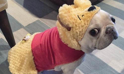 法国斗牛犬多大打疫苗