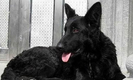 德国牧羊犬哪里有卖