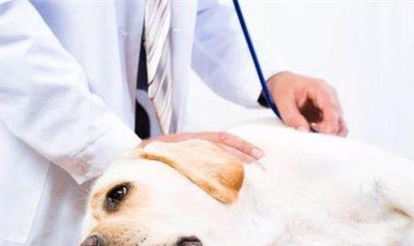 狗狗治疗湿疹的方法