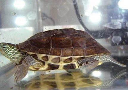 中华花龟寿命多少年