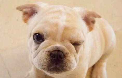 世界十大凶猛斗犬是哪十种狗?