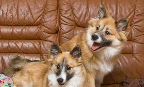 狗狗的犬瘟发病后多久才能恢复?