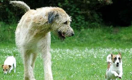 爱尔兰猎狼犬不爱吃东西的原因及处理方法