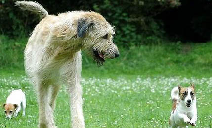 怎么判断苏俄猎狼犬得了什么病