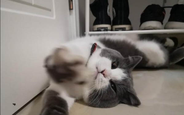 小猫六个月尿血的原因及处理方法
