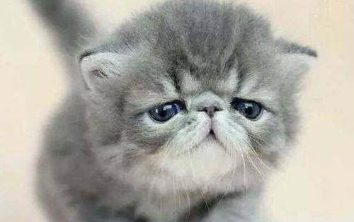 猫在冬天应该注意什么