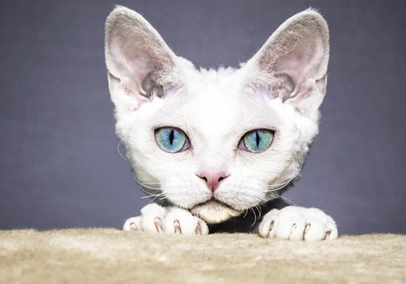 德文卷毛猫大概多少钱一只