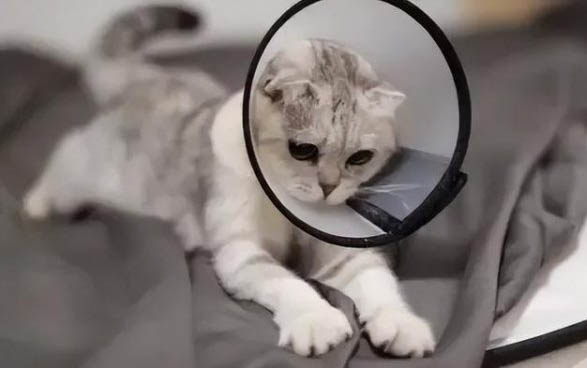 猫的营养补充剂狗可以吃吗