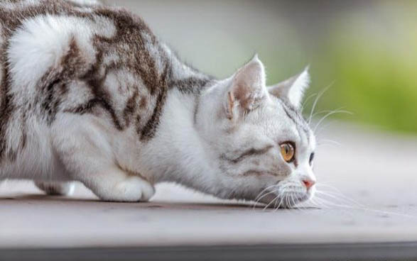 猫咪尿闭前期症状有哪些？