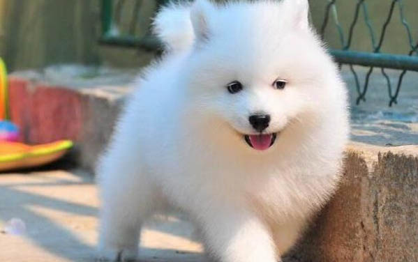 萨摩耶犬怎么训练拉屎