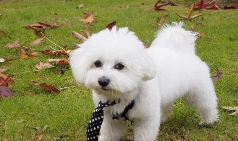 比熊犬泪痕的产生原因及处理方法?