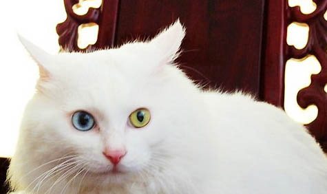 山东狮子猫换牙期注意事项