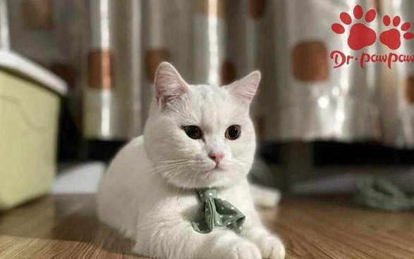小猫一直吐黄水怎么办?