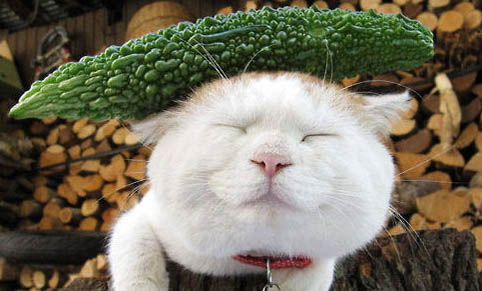 猫咪冻干可以天天喂吗